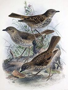 Myadestes lanaiensis rutha