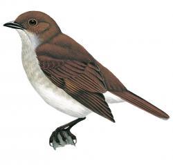Myadestes myadestinus