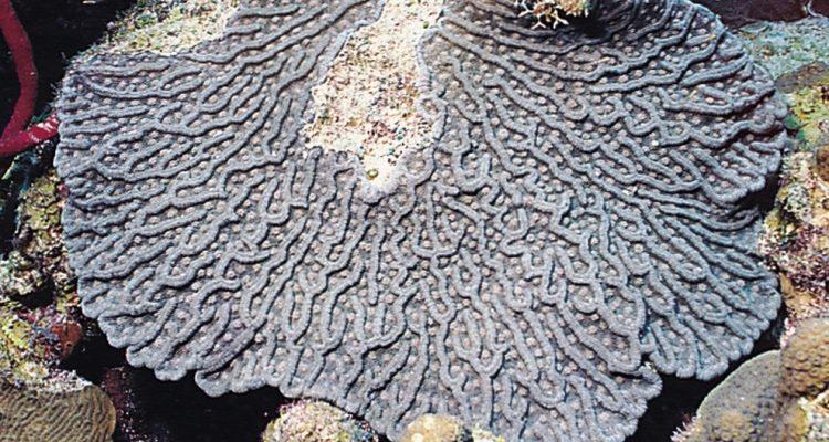 Mycetophyllia ferox
