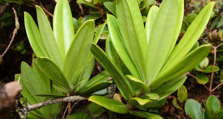 Myrsine juddii
