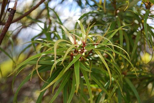 Myrsine linearifolia