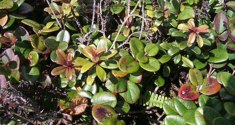 Myrsine vaccinioides