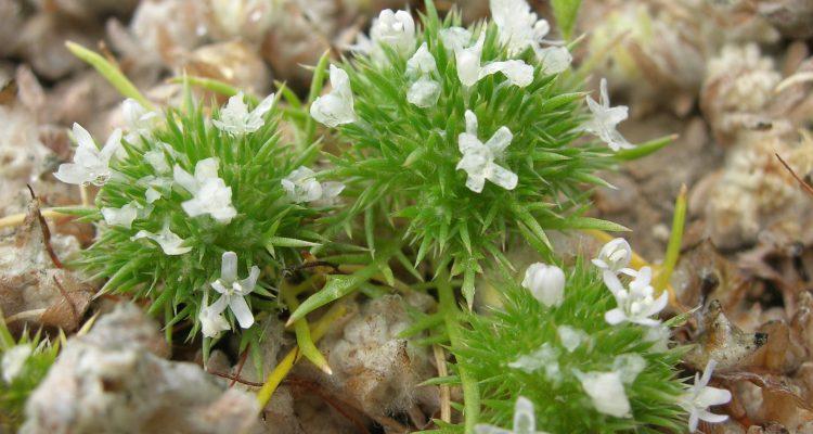 Navarretia fossalis