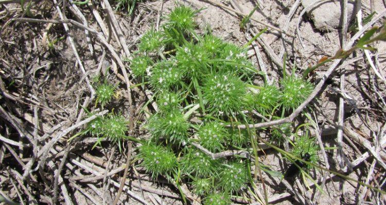 Navarretia leucocephala ssp. plieantha
