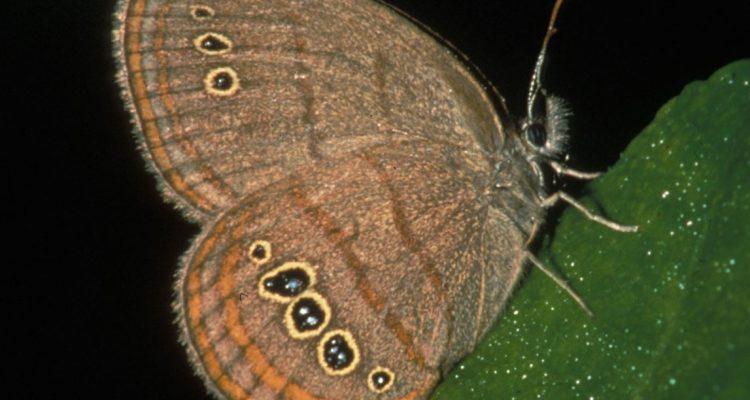 Neonympha mitchellii francisci