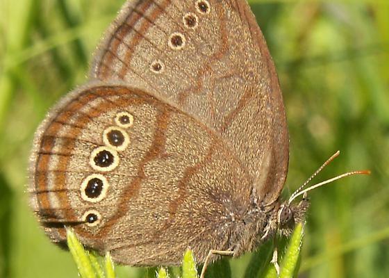Neonympha mitchellii mitchellii