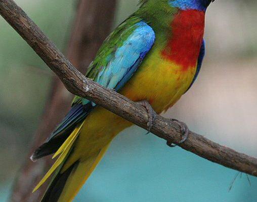 Neophema splendida