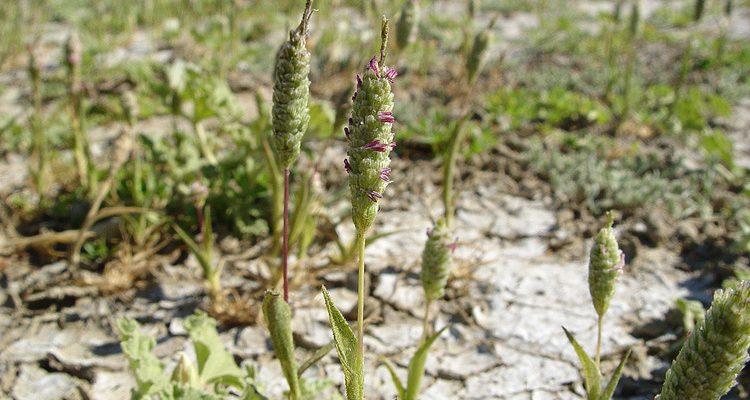 Neostapfia colusana