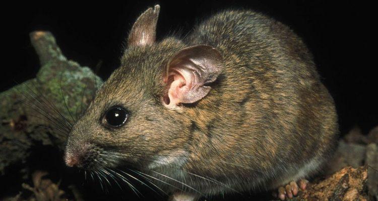 Neotoma fuscipes riparia