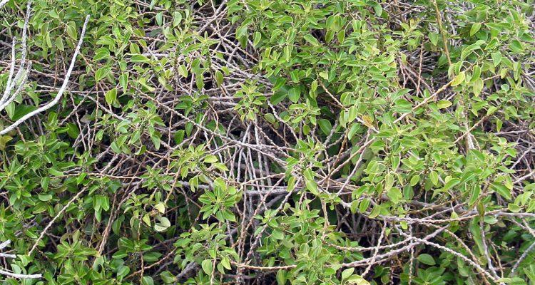 Neraudia ovata