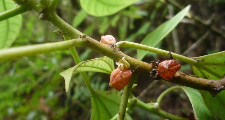 Neraudia sericea
