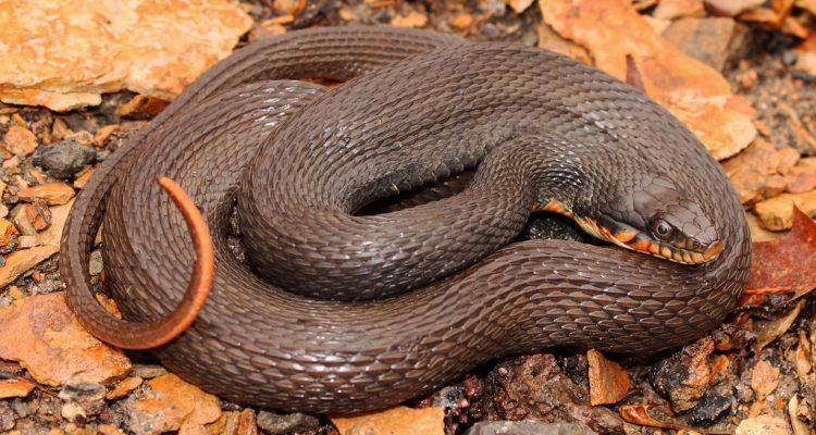 Nerodia erythrogaster neglecta