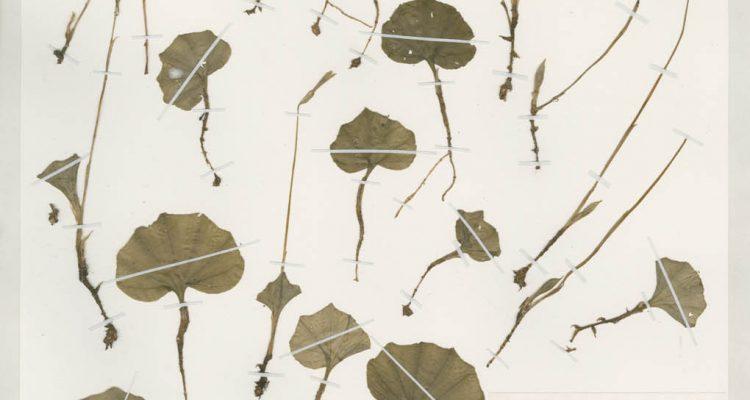 Nervilia jacksoniae