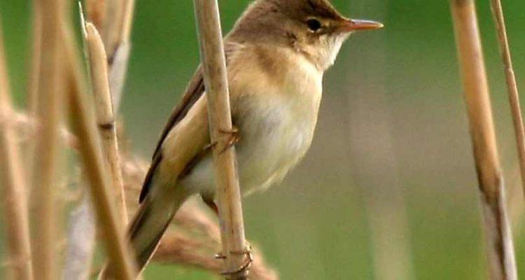 Nesillas aldabranus