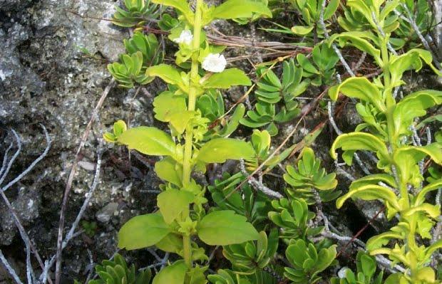 Nesogenes rotensis