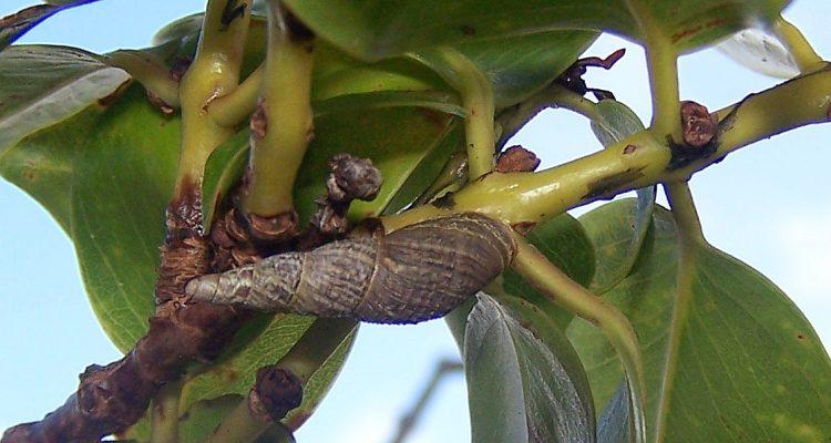 Newcombia cumingi