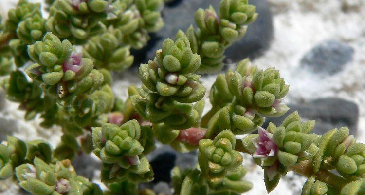 Nitrophila mohavensis