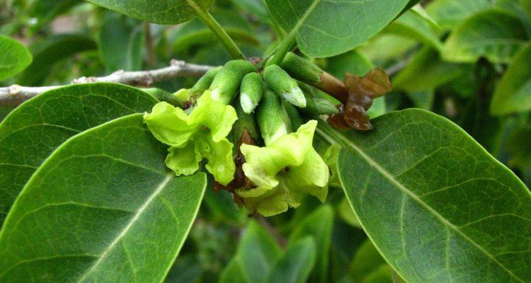 Nothocestrum breviflorum