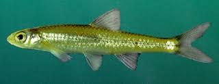 Notropis albizonatus