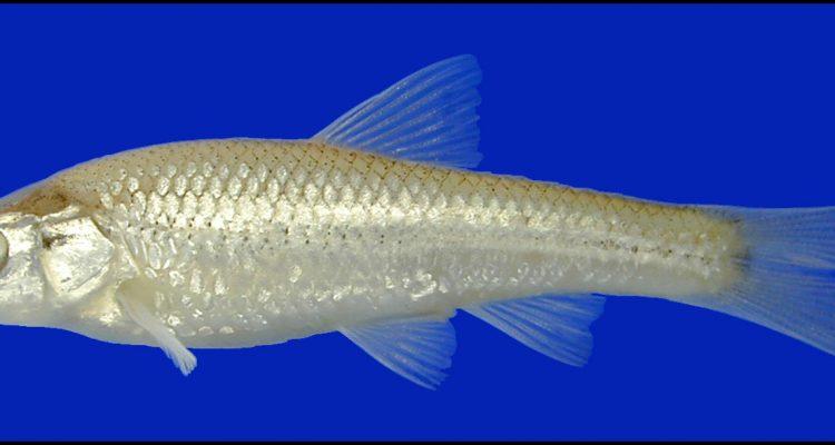 Notropis buccula