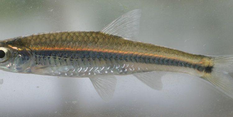 Notropis cahabae