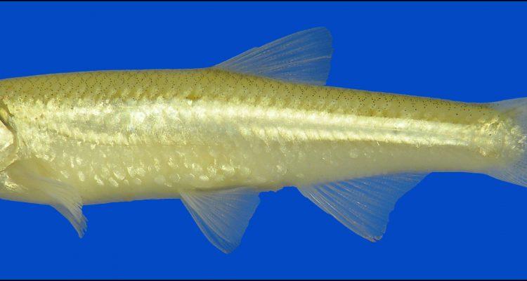 Notropis oxyrhynchus