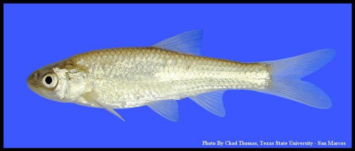 Notropis simus pecosensis