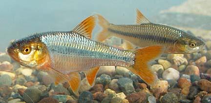Notropis topeka (=tristis)