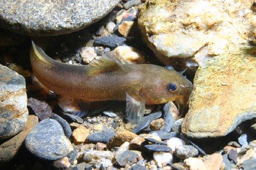 Noturus baileyi