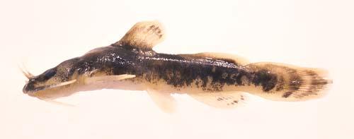 Noturus placidus