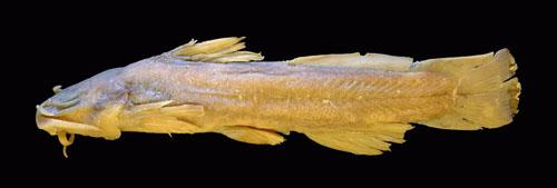 Noturus trautmani