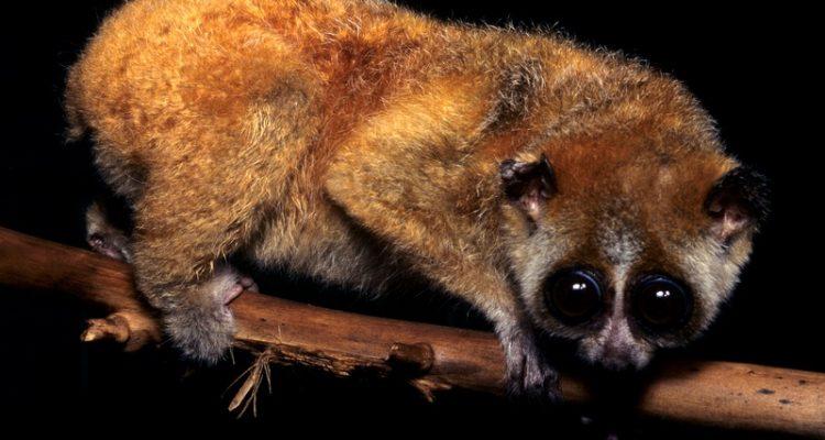 Nycticebus pygmaeus