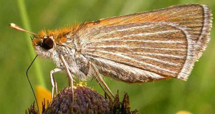 Oarisma poweshiek