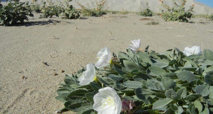 Oenothera avita ssp. eurekensis