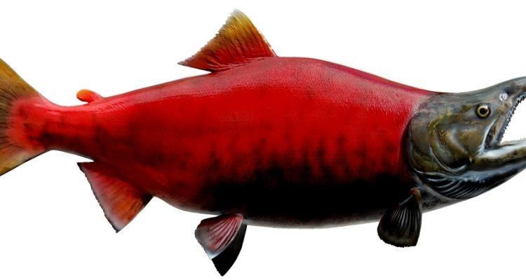 Oncorhynchus (=Salmo) nerka