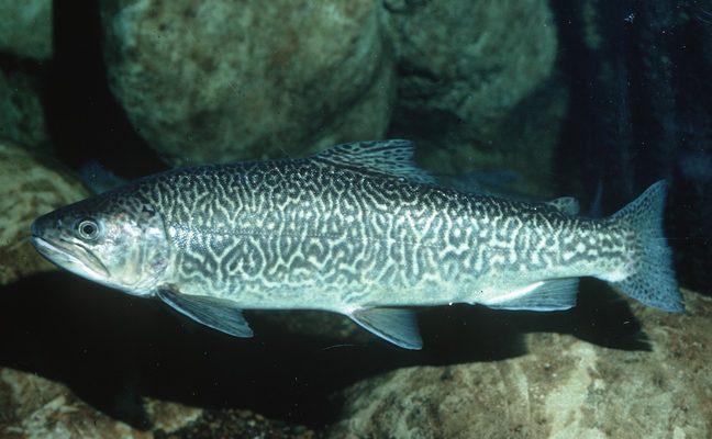 Oncorhynchus (=Salmo) tshawytscha