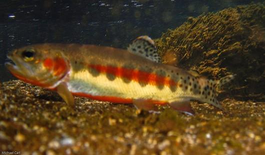 Oncorhynchus aguabonita whitei