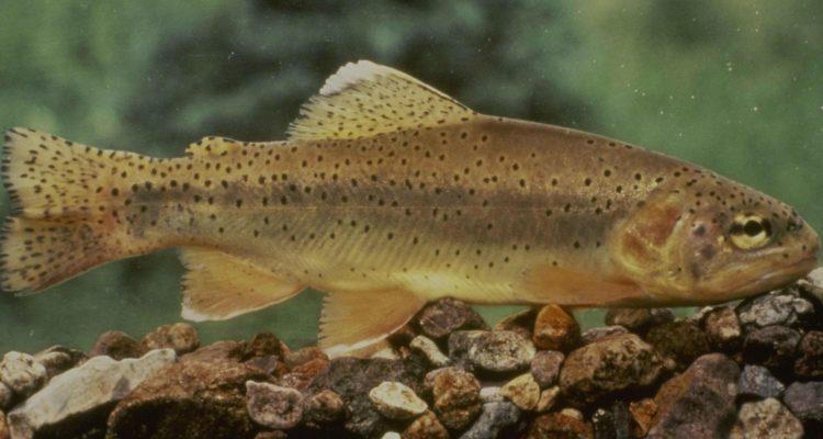 Oncorhynchus apache