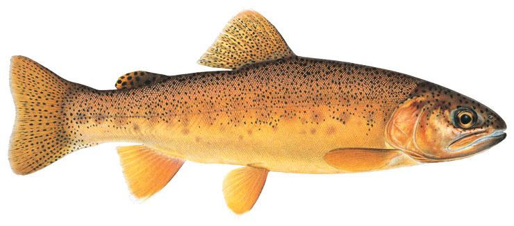 Oncorhynchus gilae