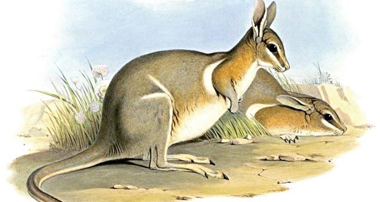 Onychogalea lunata