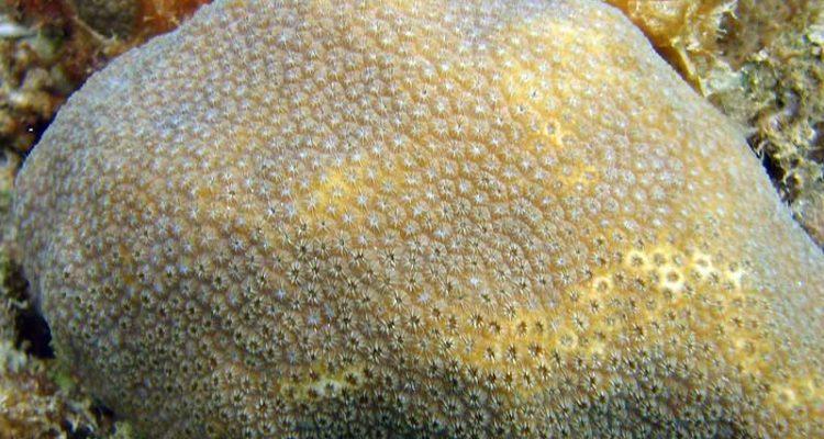 Orbicella annularis