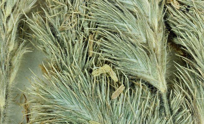 Orcuttia inaequalis