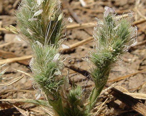 Orcuttia viscida