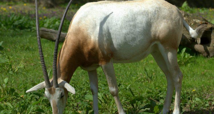 Oryx dammah