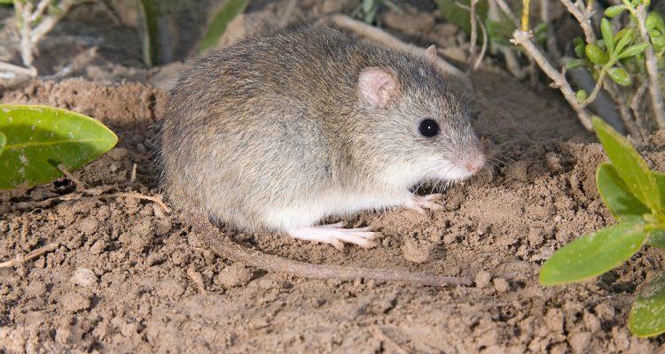 Oryzomys palustris natator
