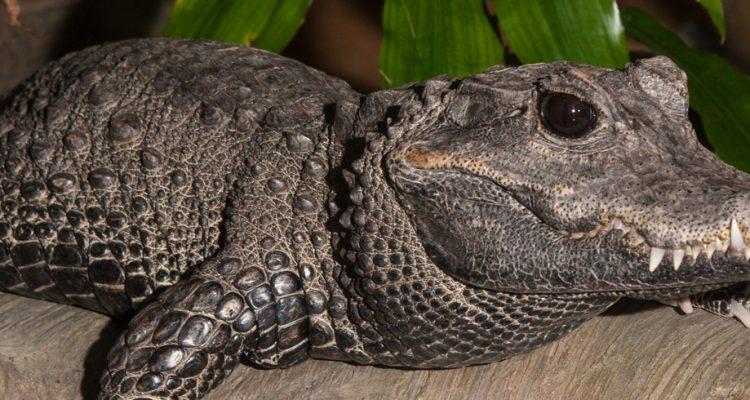 Osteolaemus tetraspis osborni