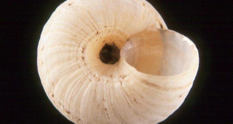 Ostodes strigatus