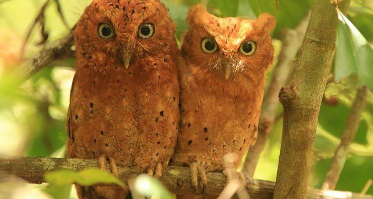 Otus ireneae