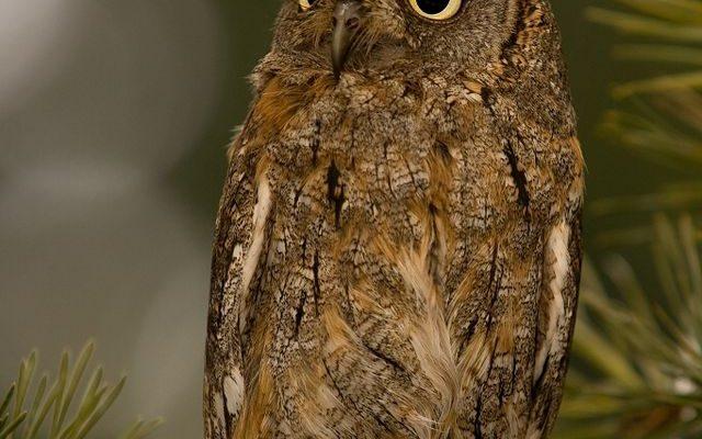 Otus rutilus capnodes