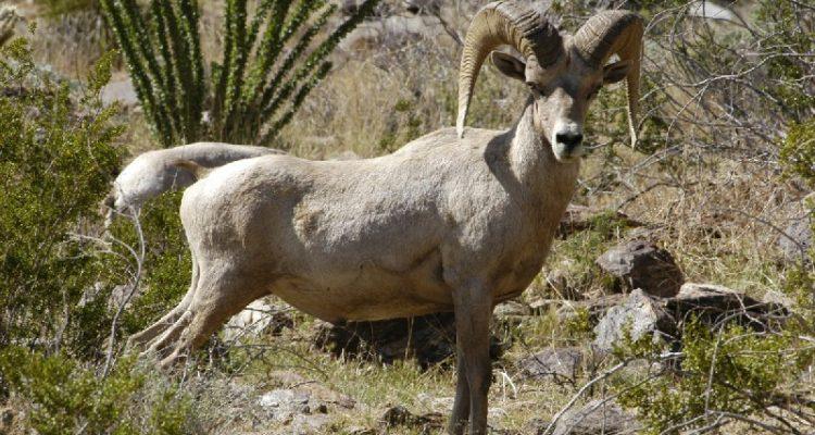Ovis canadensis nelsoni